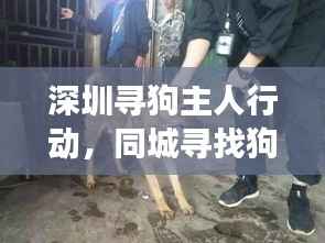 深圳寻狗主人行动，同城寻找狗狗主人最新进展报道