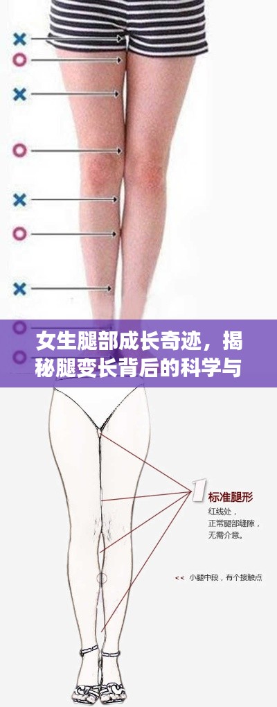 女生腿部成长奇迹，揭秘腿变长背后的科学与奥秘