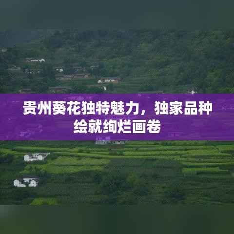 贵州葵花独特魅力，独家品种绘就绚烂画卷