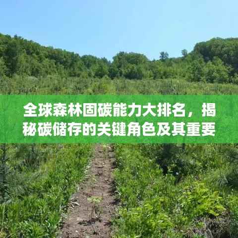 全球森林固碳能力大排名,揭秘碳储存的关键角色及其重要性