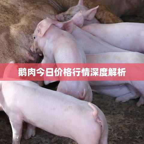 鹅肉今日价格行情深度解析