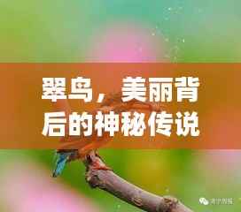 翠鸟,美丽背后的神秘传说与故事探寻
