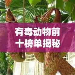 有毒动物前十榜单揭秘，致命生物排名大揭秘！