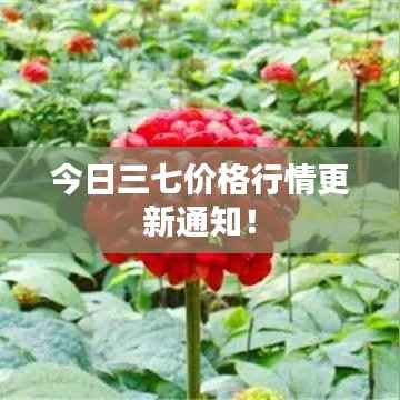 今日三七价格行情更新通知！