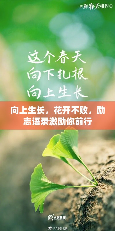 向上生长，花开不败，励志语录激励你前行
