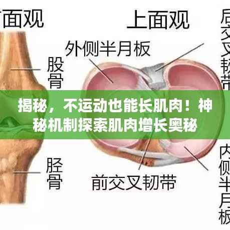揭秘，不运动也能长肌肉！神秘机制探索肌肉增长奥秘