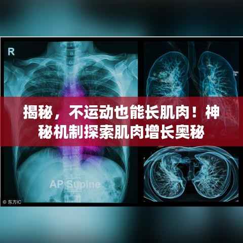 揭秘,不运动也能长肌肉!神秘机制探索肌肉增长奥秘