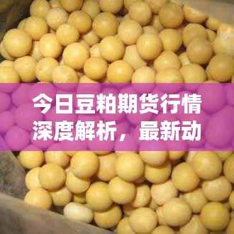 今日豆粕期货行情深度解析，最新动态一网打尽