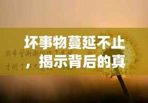 坏事物蔓延不止，揭示背后的真相