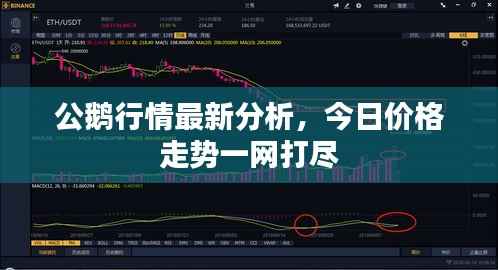 公鹅行情最新分析，今日价格走势一网打尽