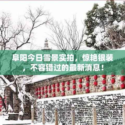 阜阳今日雪景实拍，惊艳银装，不容错过的最新消息！