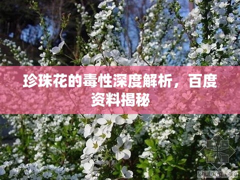 珍珠花的毒性深度解析，百度资料揭秘