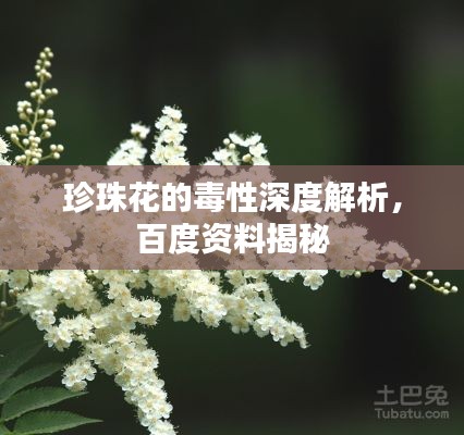 珍珠花的毒性深度解析,百度资料揭秘