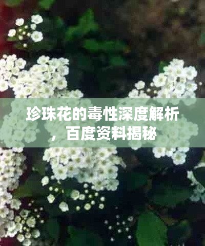 珍珠花的毒性深度解析,百度资料揭秘