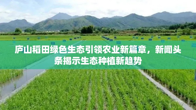 庐山稻田绿色生态引领农业新篇章，新闻头条揭示生态种植新趋势