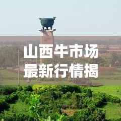 山西牛市场最新行情揭秘，今日价格走势分析