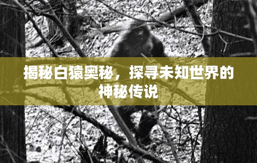 揭秘白猿奥秘，探寻未知世界的神秘传说