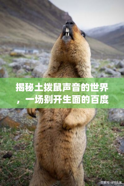 揭秘土拨鼠声音的世界,一场别开生面的百度探索之旅
