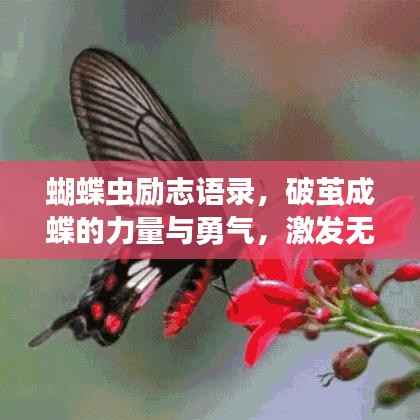 蝴蝶虫励志语录，破茧成蝶的力量与勇气，激发无限潜能！