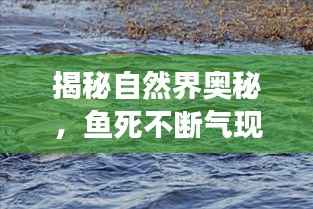 揭秘自然界奥秘，鱼死不断气现象揭示生命奇迹