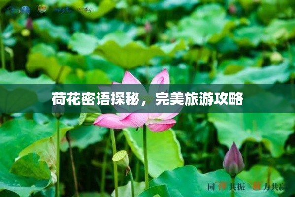 荷花密语探秘，完美旅游攻略