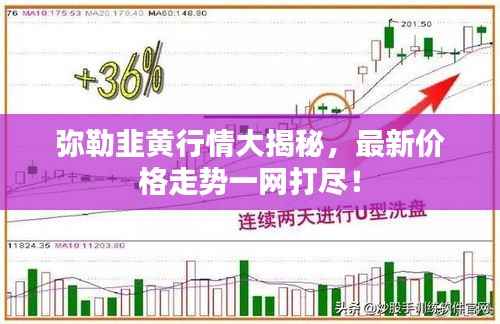 弥勒韭黄行情大揭秘，最新价格走势一网打尽！