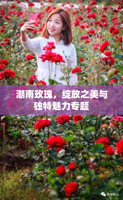 潮南玫瑰，绽放之美与独特魅力专题