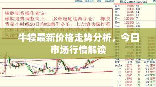 牛犊最新价格走势分析，今日市场行情解读