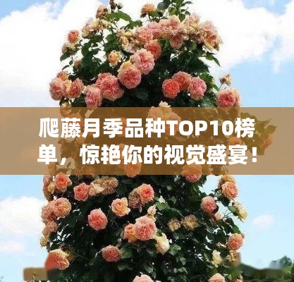 爬藤月季品种TOP10榜单，惊艳你的视觉盛宴！