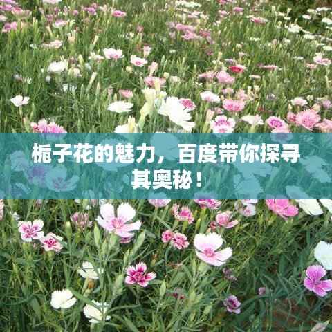 栀子花的魅力，百度带你探寻其奥秘！