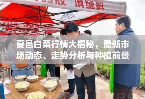夏邑白菜行情大揭秘，最新市场动态、走势分析与种植前景展望