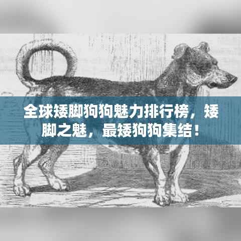 全球矮脚狗狗魅力排行榜，矮脚之魅，最矮狗狗集结！