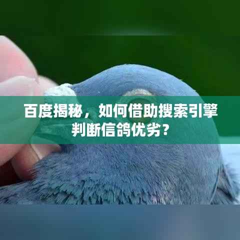 百度揭秘，如何借助搜索引擎判断信鸽优劣？