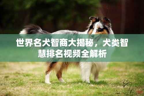 达官贵人 第4页