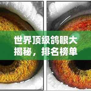 世界顶级鸽眼大揭秘，排名榜单不容错过！