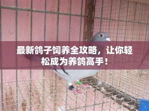 最新鸽子饲养全攻略，让你轻松成为养鸽高手！