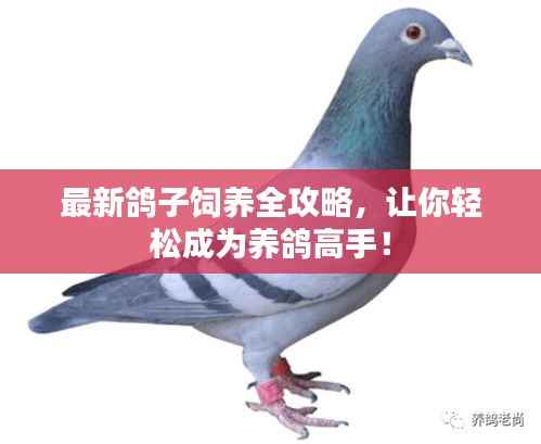 最新鸽子饲养全攻略,让你轻松成为养鸽高手!