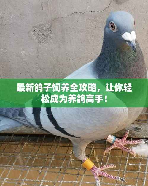 最新鸽子饲养全攻略,让你轻松成为养鸽高手!