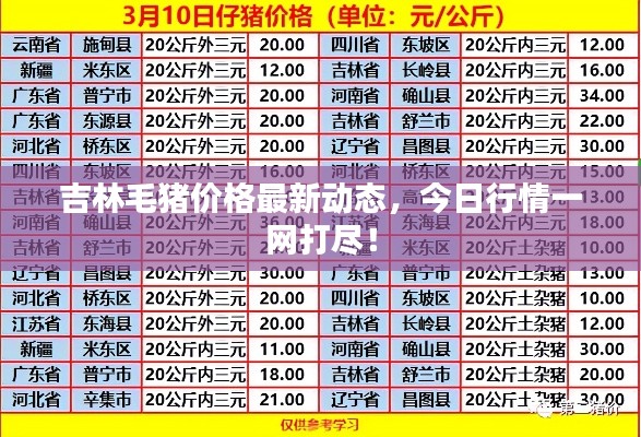 吉林毛猪价格最新动态,今日行情一网打尽!
