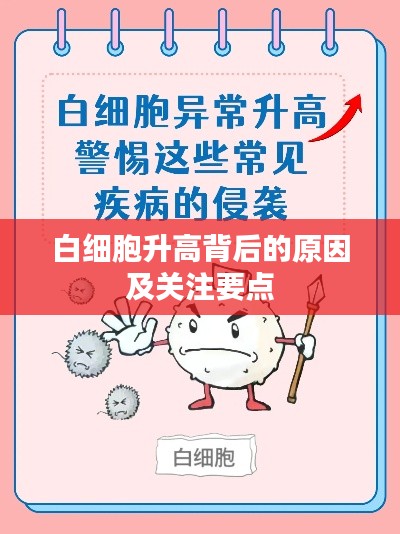 白细胞升高背后的原因及关注要点