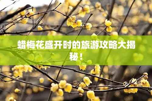 蜡梅花盛开时的旅游攻略大揭秘！