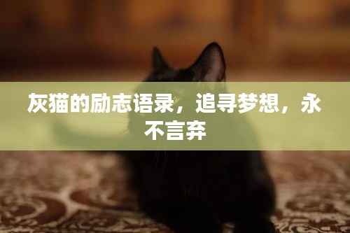 灰猫的励志语录，追寻梦想，永不言弃