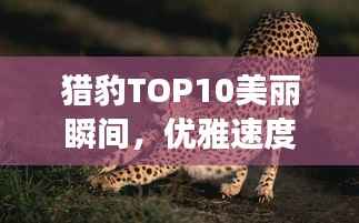 猎豹TOP10美丽瞬间，优雅速度展现自然魅力图片集