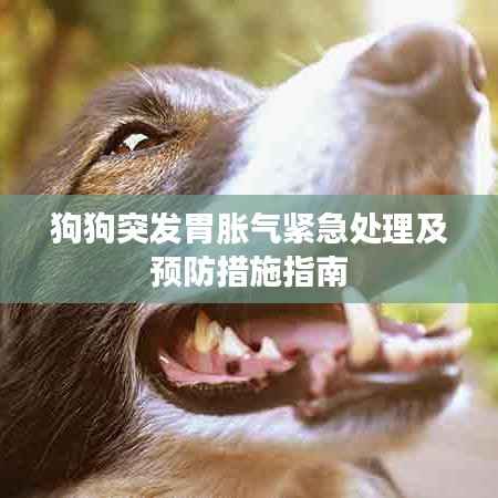 狗狗突发胃胀气紧急处理及预防措施指南