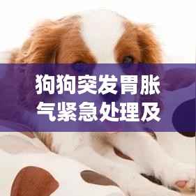 狗狗突发胃胀气紧急处理及预防措施指南
