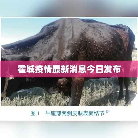 霍城疫情最新消息今日发布