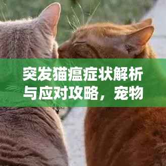 突发猫瘟症状解析与应对攻略，宠物主人必备知识