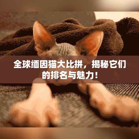 全球缅因猫大比拼，揭秘它们的排名与魅力！