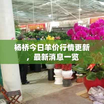 杨桥今日羊价行情更新，最新消息一览