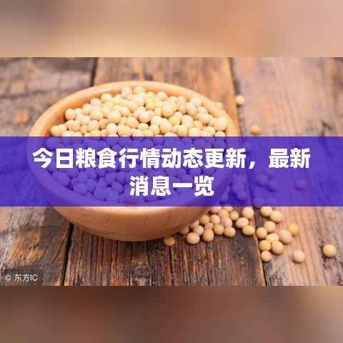 今日粮食行情动态更新，最新消息一览